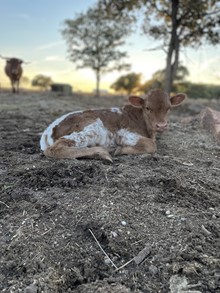 2020 HEIFER (PRECIOUS TOPAZ)