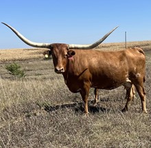 GLR CREOLE DIXIE MAX